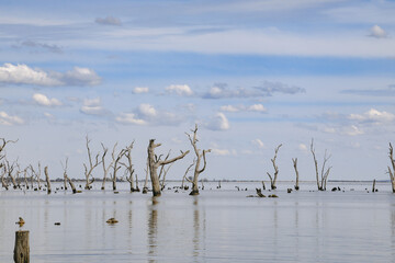 Kow Swamp, Victoria Australia. Water scene with dead trees on cloudy day