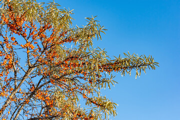 Ripe sea buckthorn berries on a branch. Sea buckthorn oil is used in medicine and cosmetology, it is a part of lotions, ointments, medicines. Selective focus, bokeh.