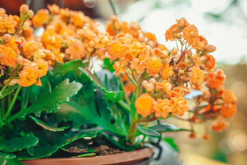 Flor amarela da fortuna