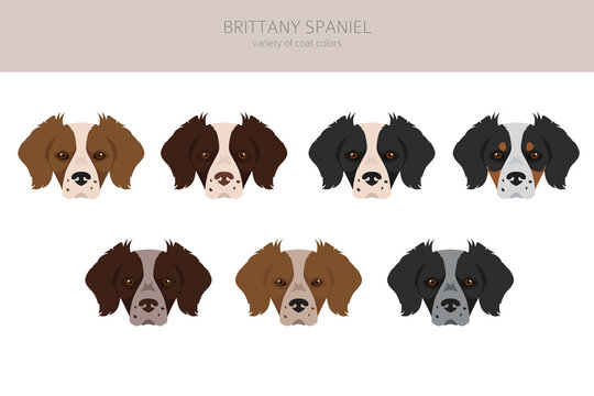 Brittany spaneil color varieties clipart. Different poses set. Dog infographics collection.