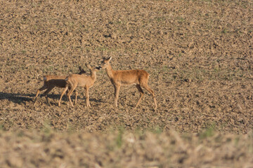 Naklejka na ściany i meble Roe deer in the field