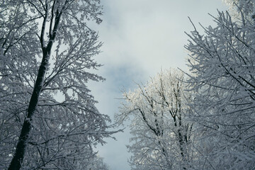 frozen trees and blue sky in winter forest
