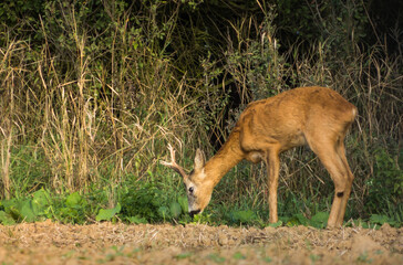 Roe deer in the field