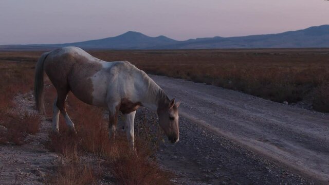 Wild horses crossing dirt road at dusk in the Utah desert along the Pony Express.