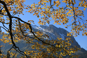 Golden leaves of a maple trees. Mount Fluebrig.