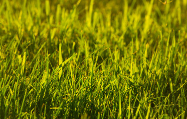 Grass green juicy and fresh texture as background