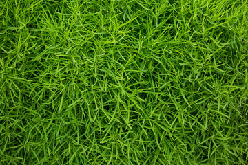 Grass green juicy and fresh texture as background