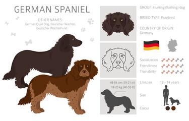 German spaniel clipart. Different poses, coat colors set