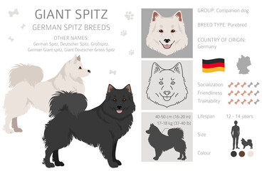German spitz, Giant spitz clipart. Different poses, coat colors set