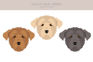 Glen of Imaal terrier clipart. Different poses, coat colors set