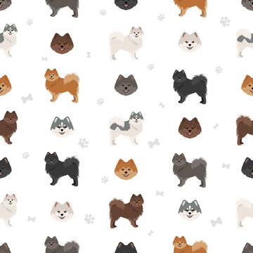 German spitz, Medium spitz seamless pattern. Different poses, coat colors set