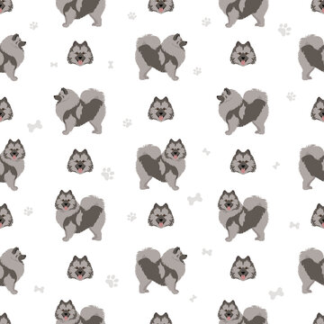 German spitz, Wolfspitz seamless pattern. Different poses, coat colors set