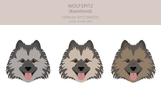 German spitz, Wolfspitz clipart. Different poses, coat colors set