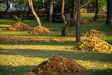 Heaps of autumn leaves on a green lawn. City park in autumn