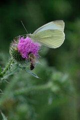 FU 2020-06-28 Wiese 152 Auf der lila Blüte der Distel ist eine Biene und ein gelber Schmetterling