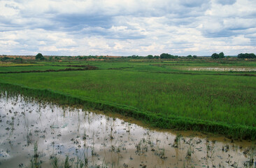 Rizière, Ampijoroa, Madagascar