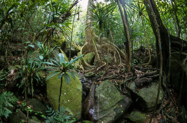 Forêt primaire, Réserve Perinet, Parc national d'Andasibe Mantadia, Madagascar