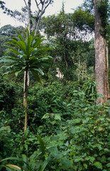 Foret primaire de Nyungwe, Parc national Nyungwe, Rwanda