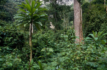 Foret primaire de Nyungwe, Parc national Nyungwe, Rwanda