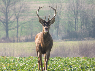 deer in the field