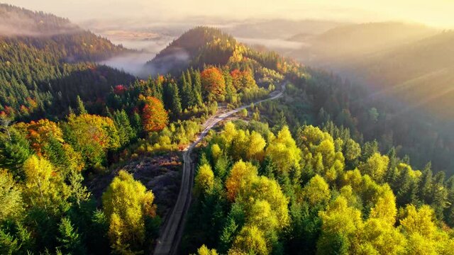 Autumn landscape in the mountains. Aerial view of road between yellow and red autumn trees, morning fog, sunrise. Autumn alpine forest