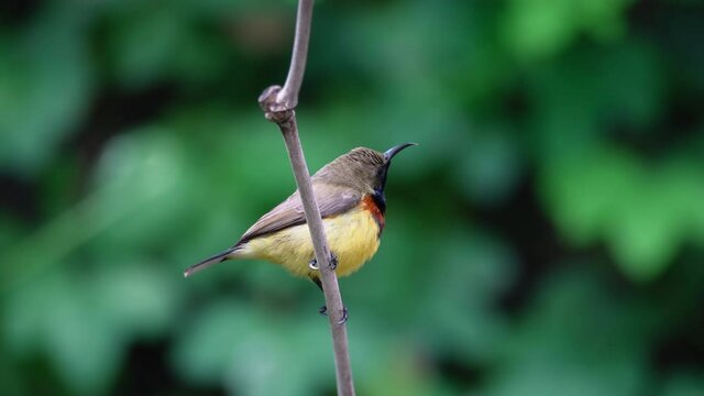 Close up of colorful male sunbird,4K video. 
Beautiful yellow bird with bright plumage perching on standing rod in backyard.Close up of colorful male sunbird,4K video. 