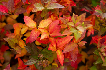 Autumn background. Red-yellow leaves of trees close-up.