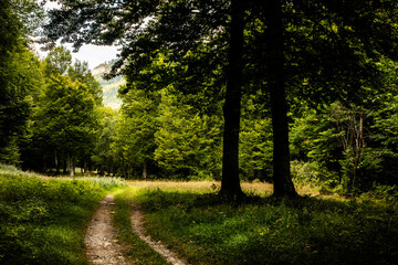 Fototapeta na wymiar Path through the beech forest
