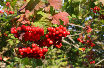 Fototapeta premium Branch of guelder rose or viburnum with ripe bright red berries