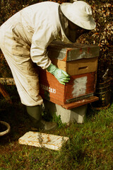 Apicultor supervisando la producción de su emjambre