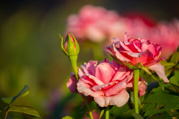 Pink rose flower close-up, macro shot on the background of the texture of rose petals. Beautiful flower field, spring landscape.