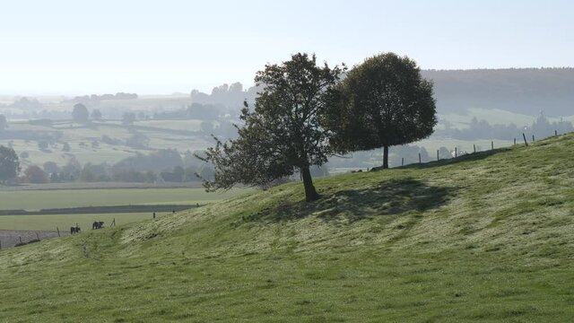 Hilly valley landscape in South Limburg, the Netherlands in the morning sun with trees and cows