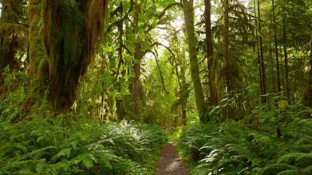 Camera moves along path among trees overgrown with moss and bushes. Rain forest in Olympic National Park, Washington, United States. 4K gimbal shot