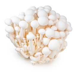 White Shimeji mushroom isolated on white background, White beech mushroom on white background With clipping path.