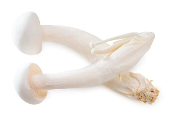White Shimeji mushroom isolated on white background, White beech mushroom on white background With clipping path.