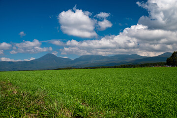 Blue sky and white clouds over the green meadow
