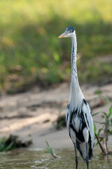 The cocoi heron (Ardea cocoi)