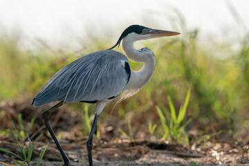 The cocoi heron (Ardea cocoi)