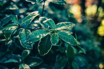 Green leaves