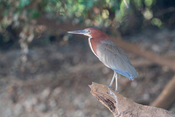 The rufescent tiger heron (Tigrisoma lineatum)