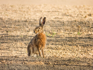 Hare in the field