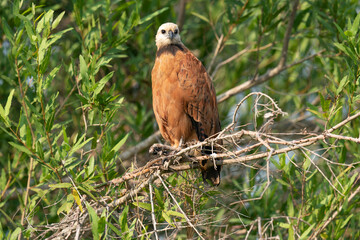 The black-collared hawk (Busarellus nigricollis)