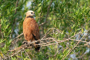 The black-collared hawk (Busarellus nigricollis)