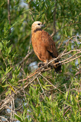 The black-collared hawk (Busarellus nigricollis)