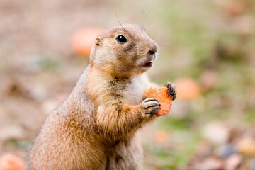 Ziesel (Spermophilus citellus) Möhre fressend, Europa