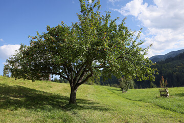 Fototapeta na wymiar Big apple tree on green meadow near mountain forest