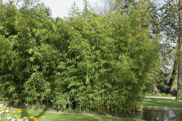 Haie de bambous	dans un parc