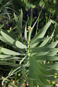 Fritillaria Persica