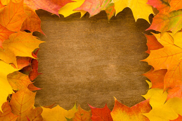 Naklejka na ściany i meble Frame of fresh beautiful colorful maple leaves. Closeup. Autumn concept. Empty place for inspirational text, quote or sayings on dark brown wooden table background. Top down view.