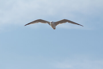 Ave volando en la playa